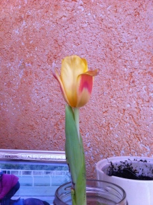 Tulip20150101